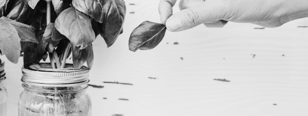 바질 키우기: 수경재배