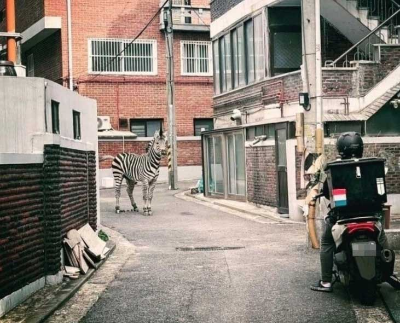 탈출했던 얼룩말 세로