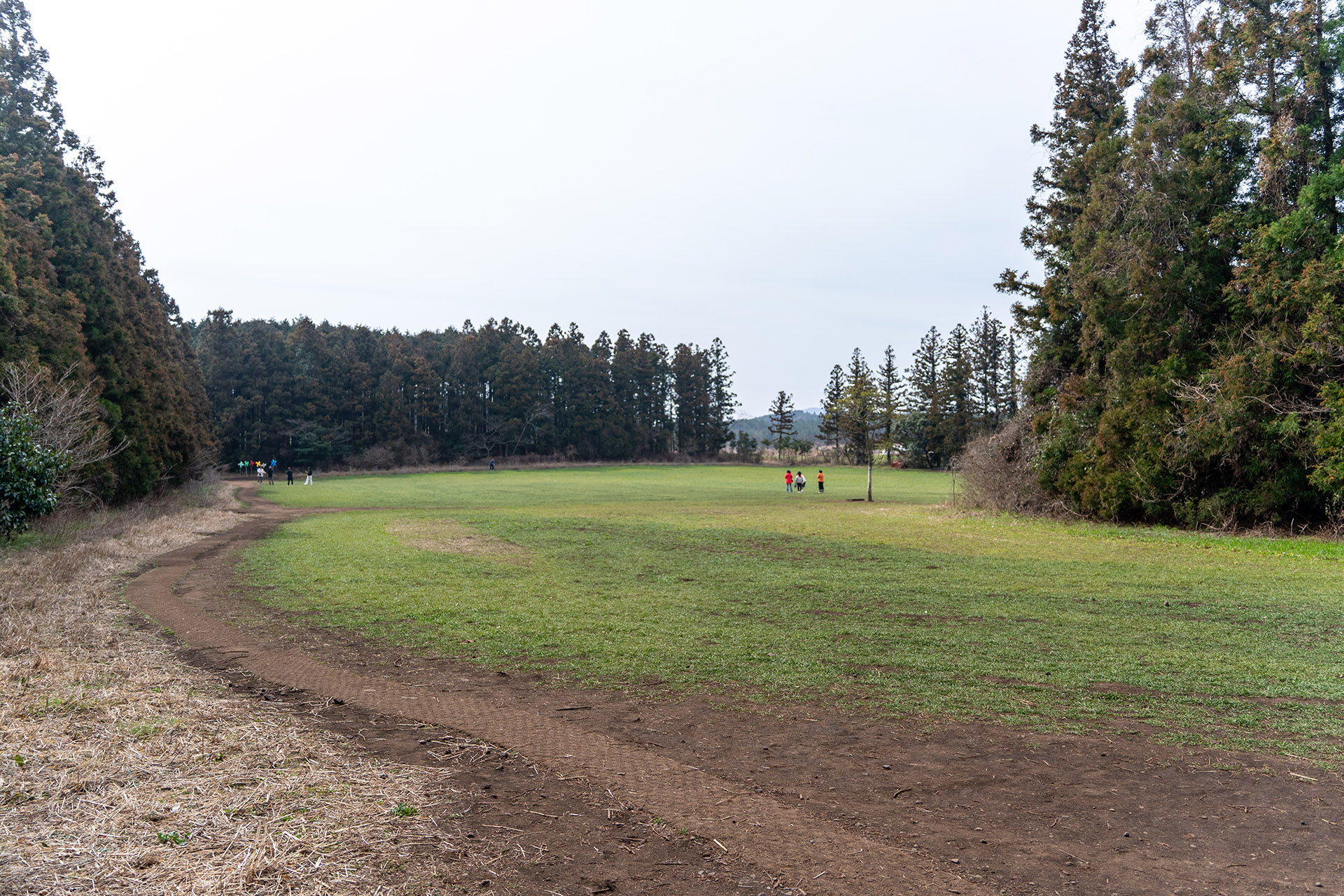 제주도 비밀의 숲 5번 목초지