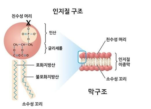 포스파티딜세린-효능과부작용