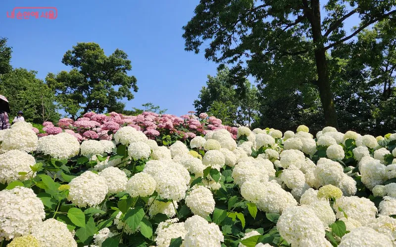 초안산수국동산