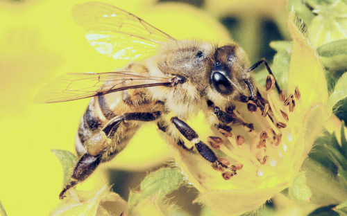 프로폴리스 효능