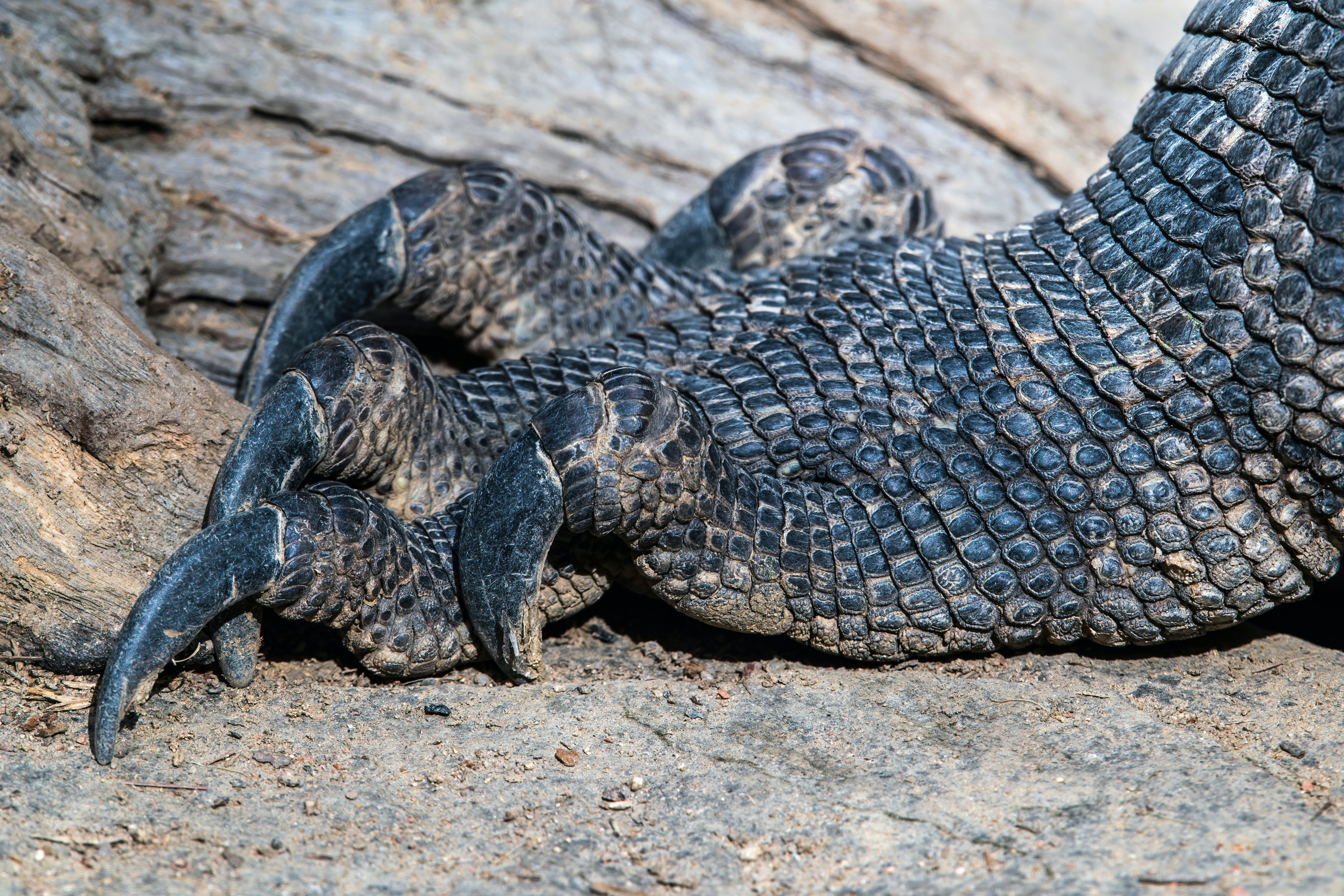 코모도왕도마뱀의 발톱