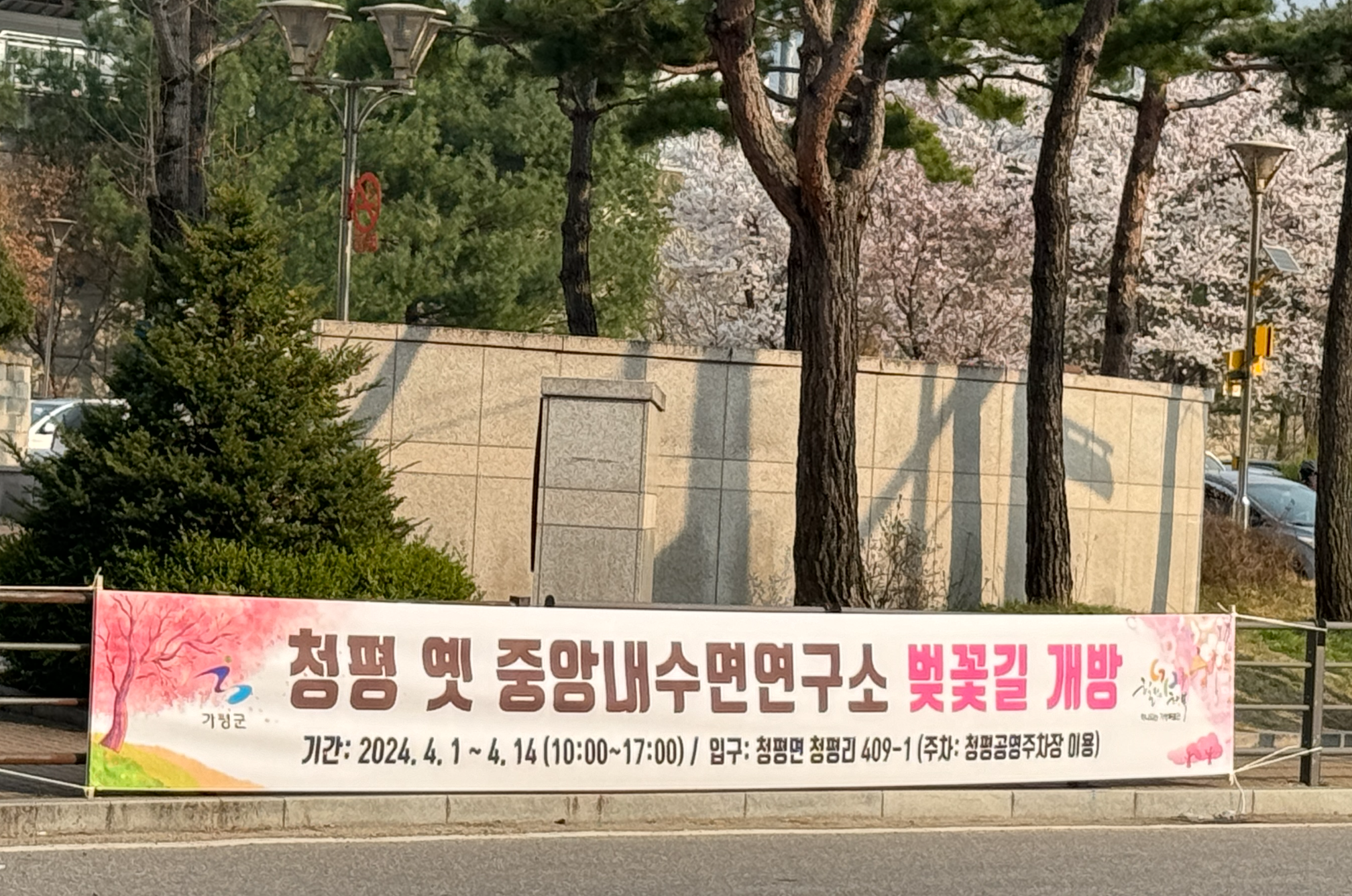 청평 벚꽃길