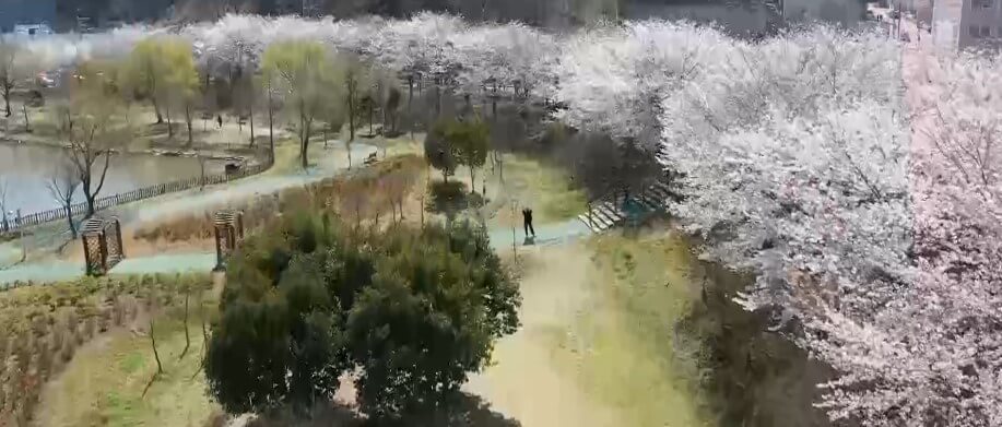 양산호수공원 벚꽃길