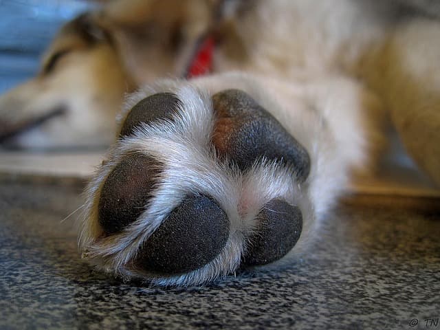 canine atopic dermatitis