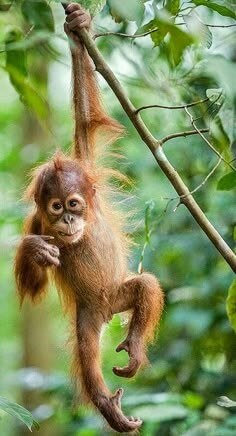 팔이-긴-갈색-원숭이가-나무가지를-한손으로-잡고-매달려있는-모습