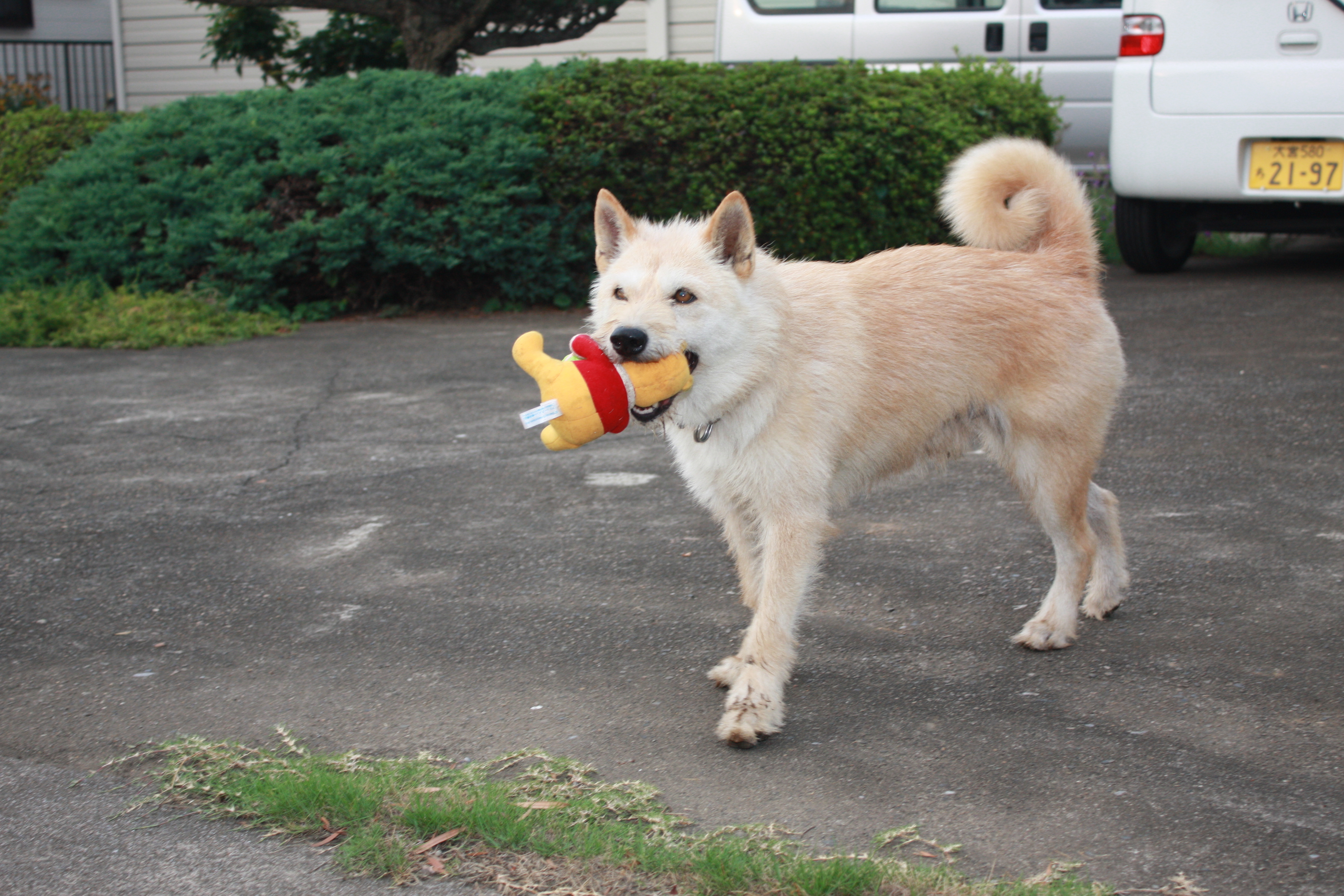 인형 물고 있는 반려동물 사진
