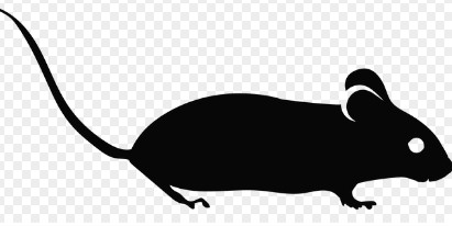 2026년 병오년 쥐띠 신년운세 무료보기