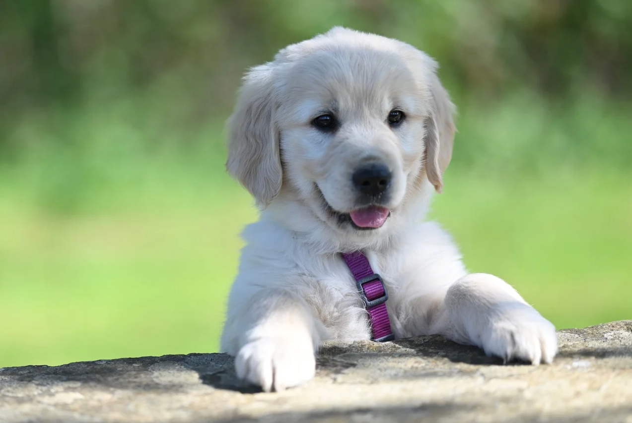 자기 꼬리를 쫓아 뱅글뱅글 도는 강아지: 단순 놀이와 강박 장애(OCD)의 차이