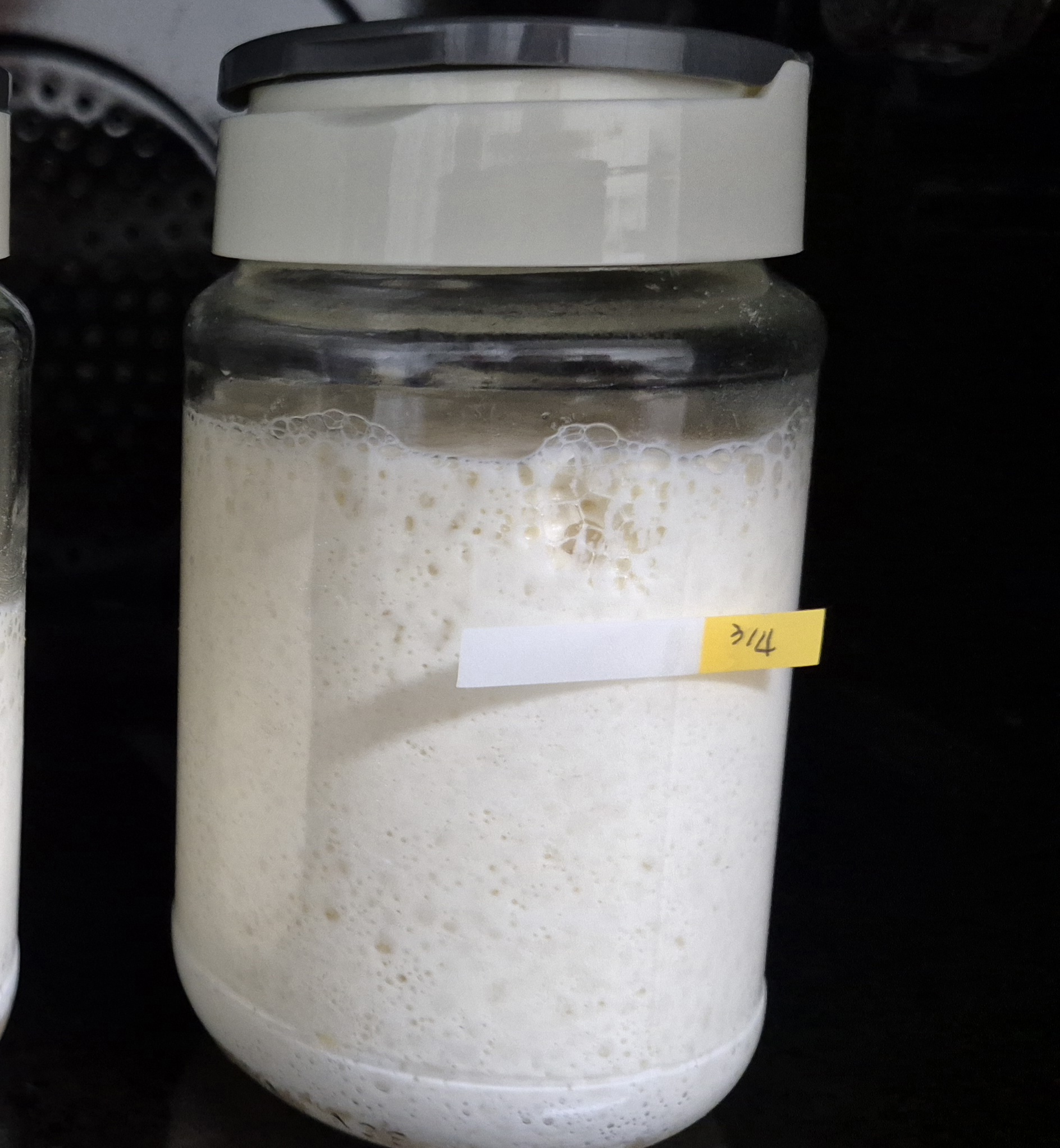 유리병 안에서 발효되어 기포가 풍성하게 생긴 활발한 상태의 르방