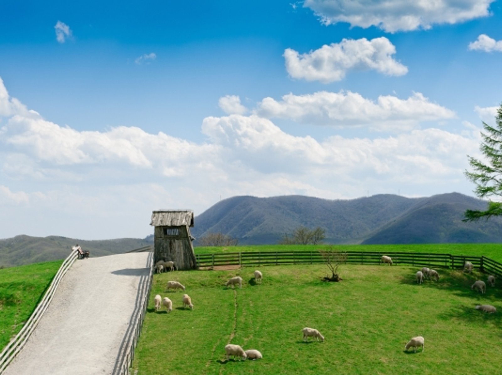 6월에 가기 좋은 데이트 코스 대관령 양떼목장