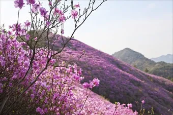 천주산 진달래축제 등산코스 맛집_14