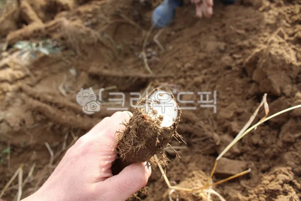 마 재배 지지대 설치 덩이 비대 관리 수확 요령_7