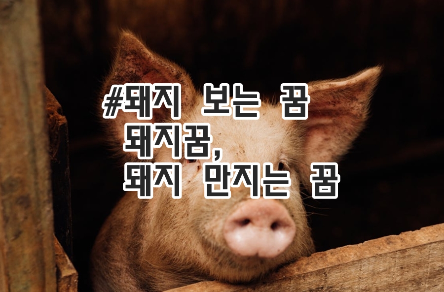 돼지꿈 돼지 만지는 꿈