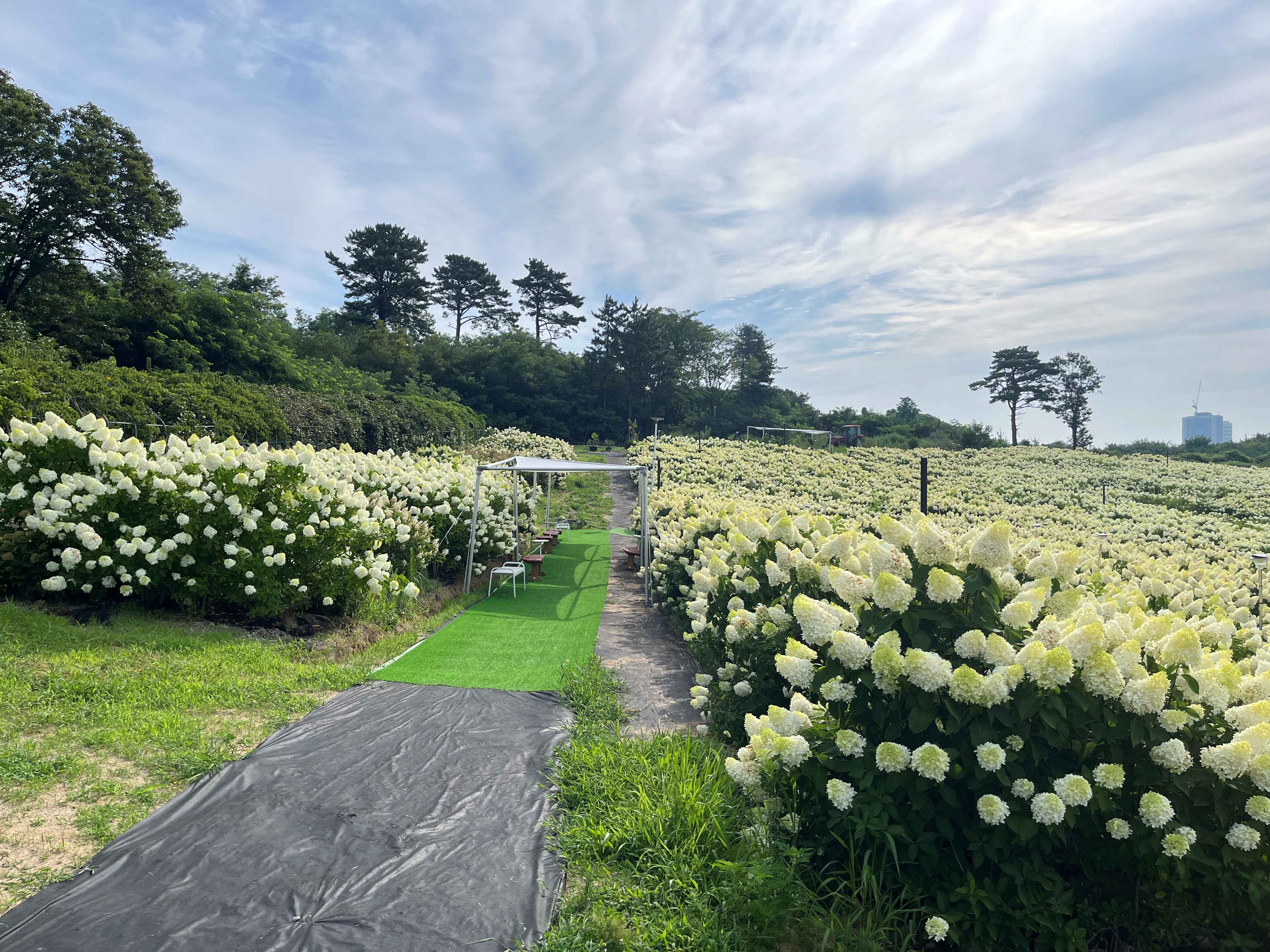 속초 영랑호 수국축제 속초수목농원