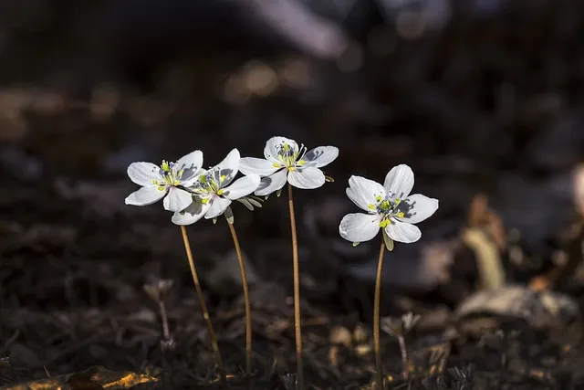 8월에 피는 꽃 이름 종류별 특징 정리 보기_2