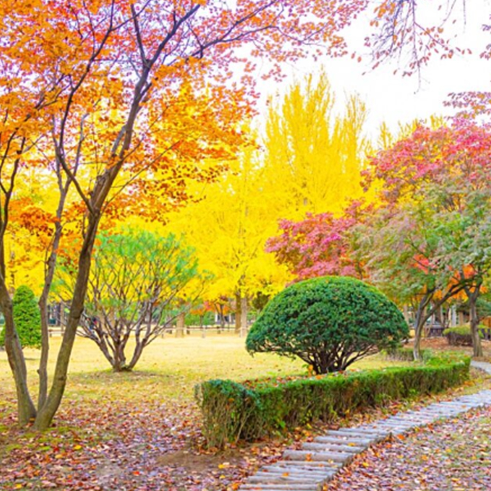 춘천 남이섬