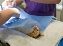 동물병원 진료비&amp;#44; 이젠 투명하게&hellip;8월부터 동물병원 진료비 공개 의무화!