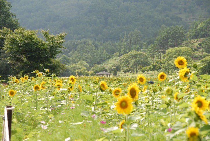 태백 해바라기축제