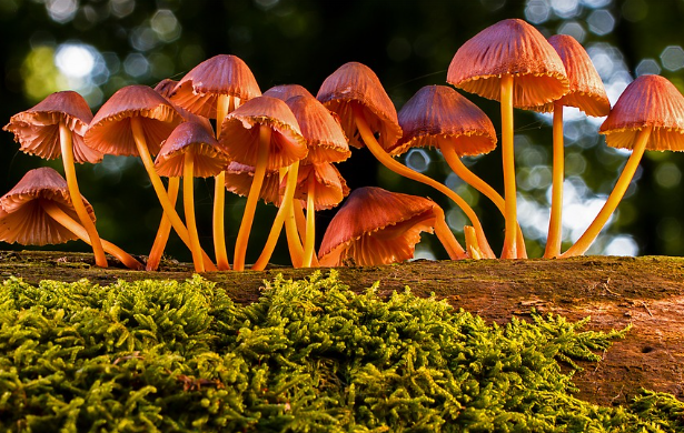 송이 버섯 효능 : 면역력