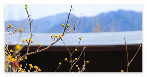 구례산수유축제