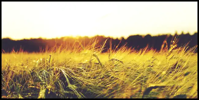 파로 곡물 효능 및 부작용과 먹는 법