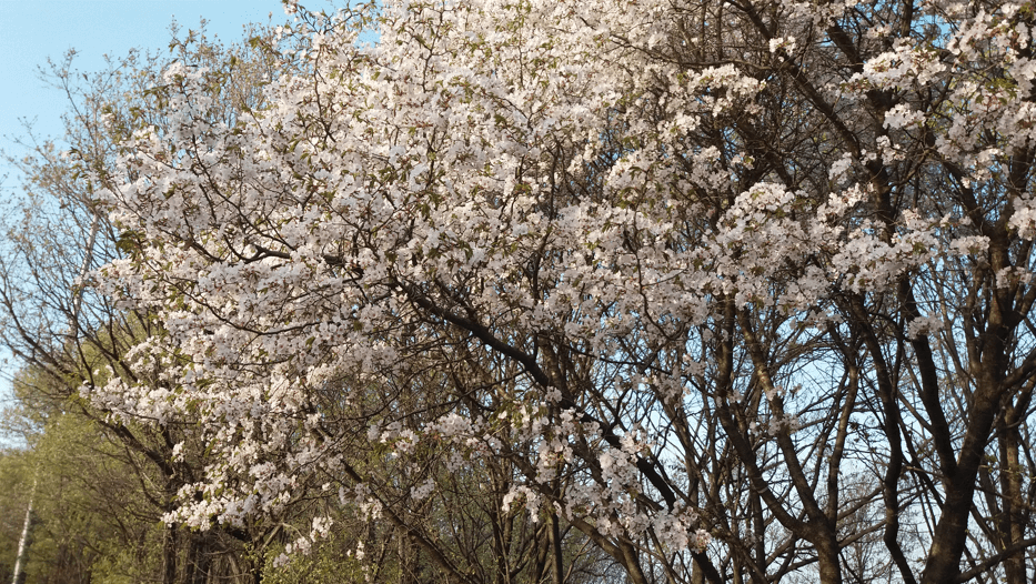 벚꽃 사진 무료