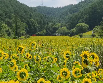 태백 해바라기 축제31