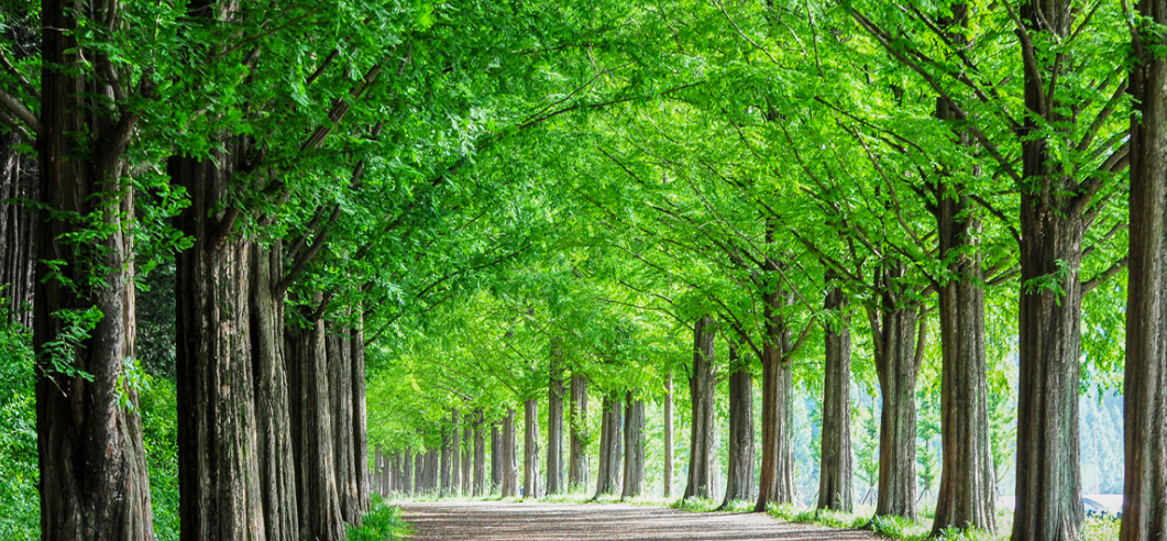 담양메타세쿼이아길