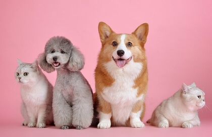 다양한 유형의 견종들