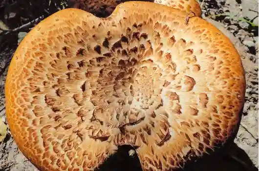 능이버섯 효능 효과 및 가격&amp;#44; 주의점