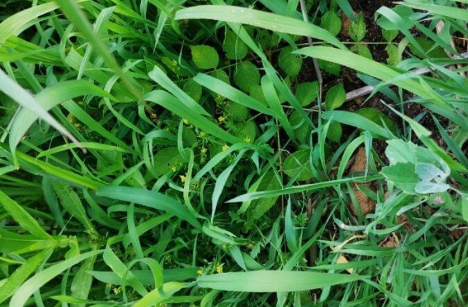 산에-자라난-잡초들