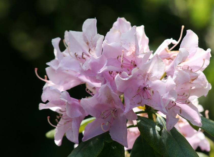 2025 단양 소백산 철쭉제: 봄의 절정을 만나는 시간