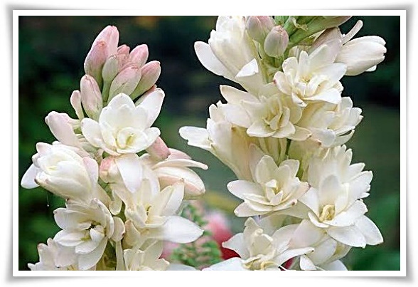 화초 "튜베로즈" 농염과 환락의 꽃내음, 달빛 아래 피어나는 월하향 향기의 마법!