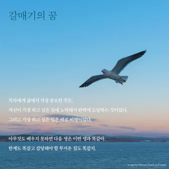 갈매기의 꿈 줄거리 자기초월 우화 리처드 바크_2