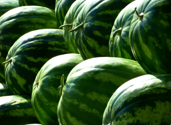 맛있는-수박-고르는-방법1