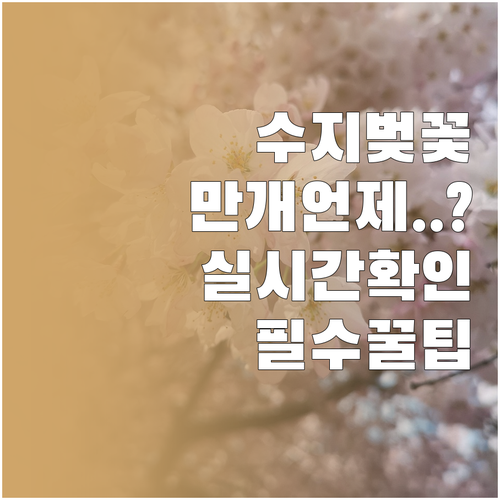 2026년 용인 수지 벚꽃 만개일 및..