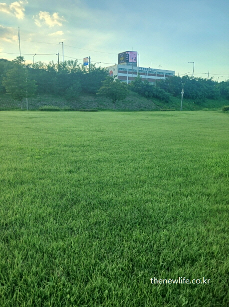 Peaceful lawn in Guri Hangang Park surrounded by greenery, representing a grounding zone for electromagnetic relief/구리 한강시민공원의 고요한 잔디밭 – 전자기 피로를 풀고 면역 회복에 도움이 되는 자연 속 공간