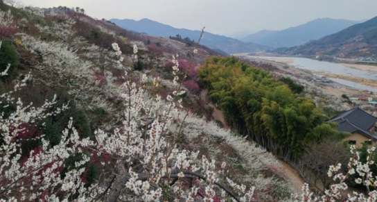 매화
