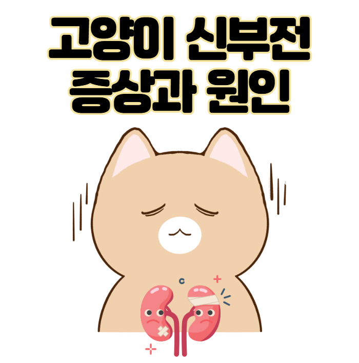 고양이 신부전 증상과 원인 놓치기 쉬운 신호들 총정리