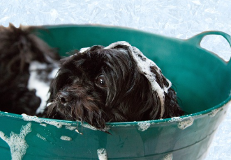 강아지가 머리감는 상황