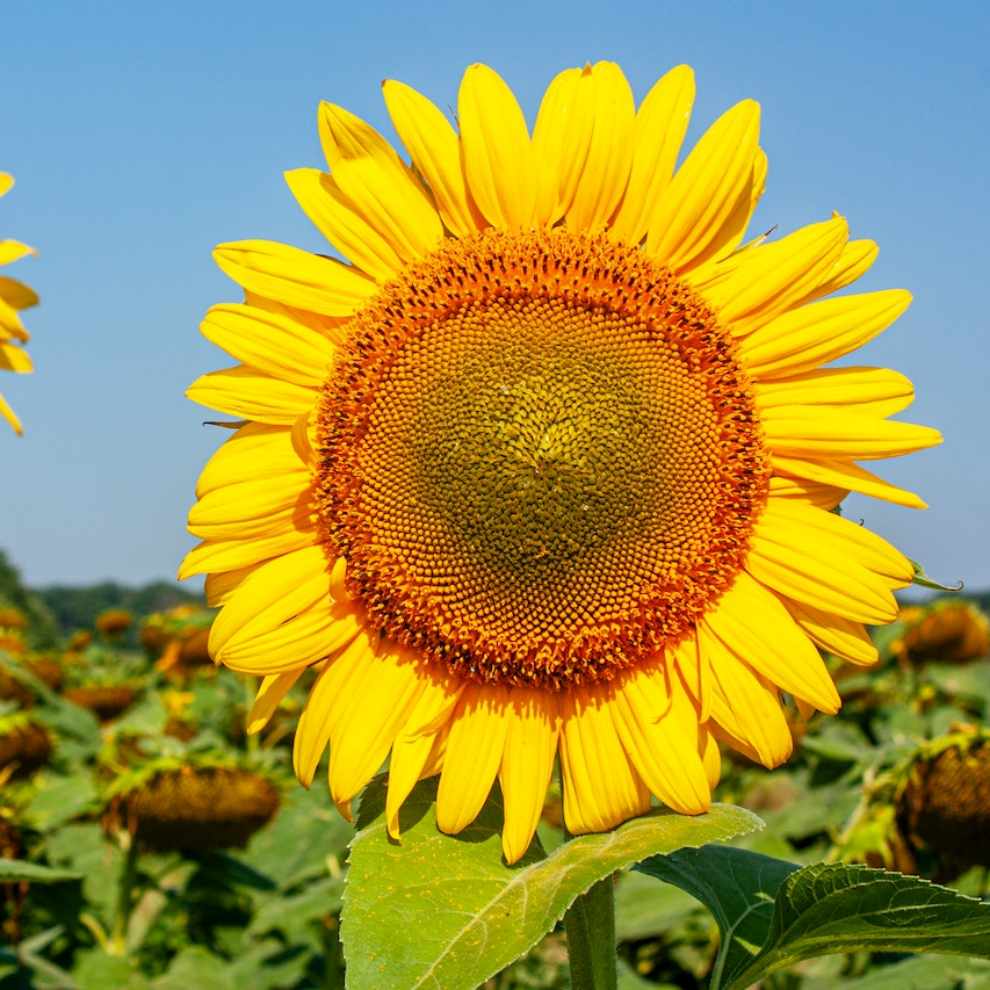 파주 해바라기 축제