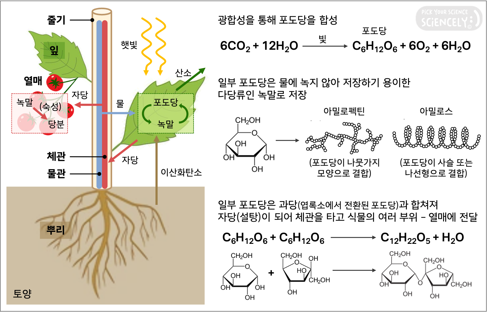 광합성 포도당 형성, 녹말 당 저장, 아밀로펙틴 아밀로스, 엽록소 과당 전환, 자당 합성, 당수송, 숙성, 단당류 이당류 당분 증가