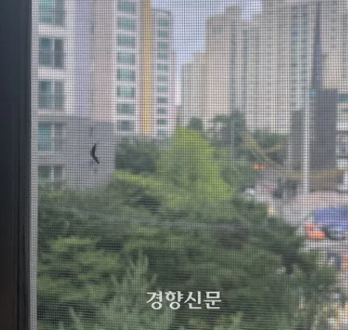 러브버그 출몰시기 및 퇴치방법