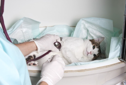 청진기를 맞은 고양이.