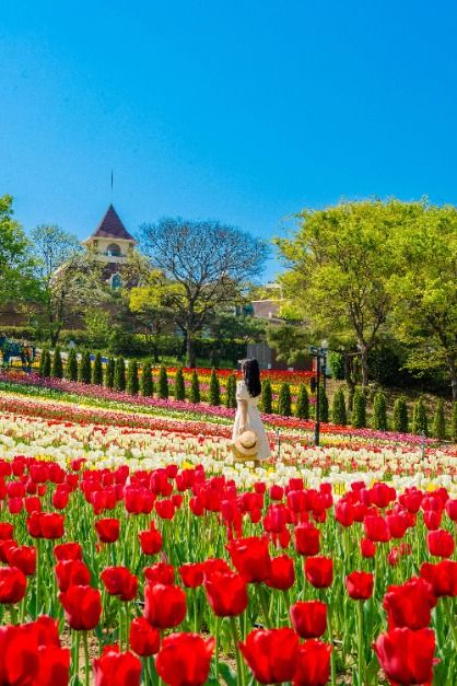 대구 이월드 튤립 트래블 축제 관련 사진