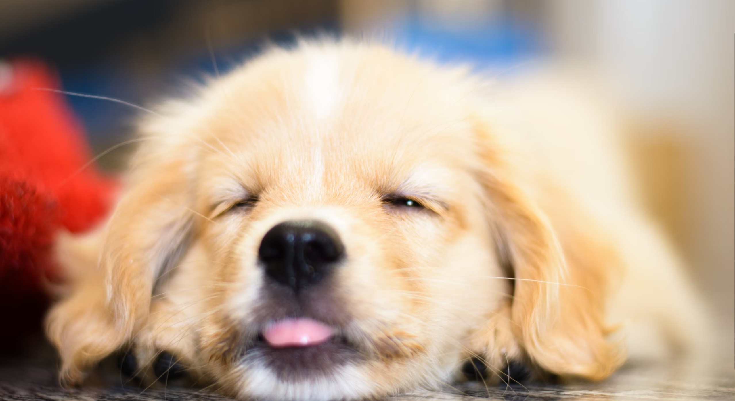 귀여운-새끼-강아지