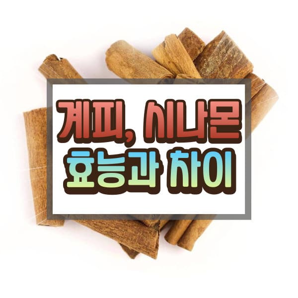 계피에 대하여