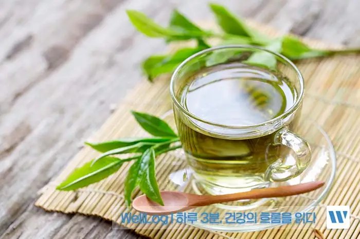 녹차 추출물 카테킨 EGCG 효능, 복용방법, 주의사항